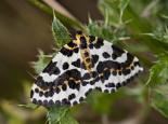 Magpie moth - Les Binns
